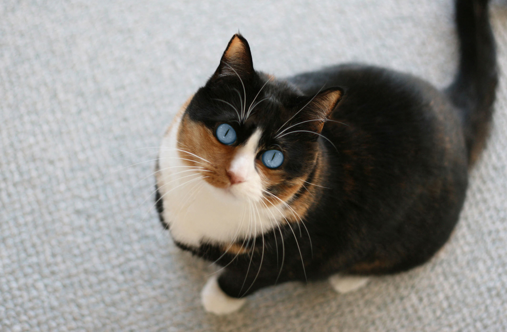 calico cat